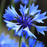 Аватарка канала Василек -цветы Ташкент