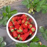 Аватарка канала Клубника.Выращивание в Сибири🍓🍓🍓