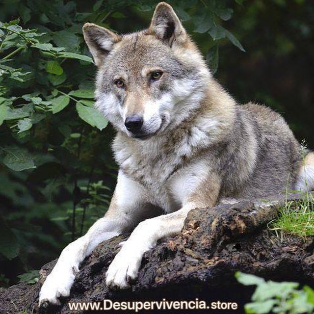 Аватарка канала 🌿🐺Preparación España🐺🌿