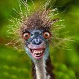 Аватарка канала РЖАКА 🤣 ПРИКОЛЫ 🤪 ЮМОР СМЕШНЫЕ ВИДЕО 🔥🔥🔥