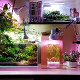 Аватарка канала Planted Aquarium & Paludarium