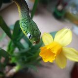 Аватарка канала chronic_v