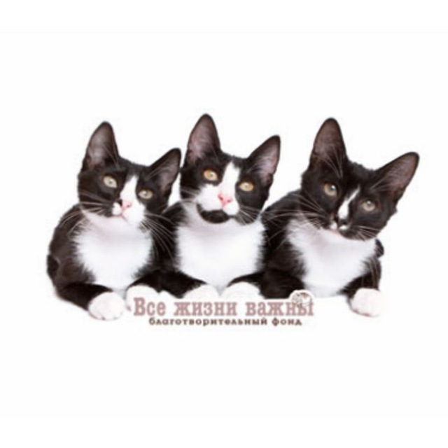 Аватарка канала Все жизни важны