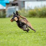 Аватарка канала CIVOS 🐾🐾 Дрессировка собак