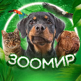 Аватарка канала ЗооМир
