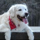 Аватарка канала Кинолог | Александр Буйнов