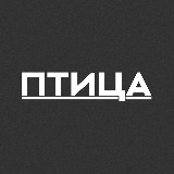 Аватарка канала Птица | Медиа из Сибири