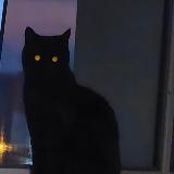 Аватарка канала Животные с лазерными глазами