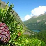 Аватарка канала Кедровый лес 🌲