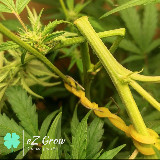 Аватарка канала 🍀eZ Grow Live | Гроу Репорты Онлайн