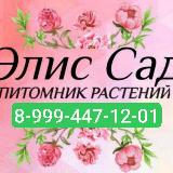 Аватарка канала Элис Сад [ Саженцы и Семена г. Красноярск ]