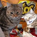 Аватарка канала всратые животные