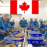 Аватарка канала Jobs In Canada 🇨🇦
