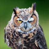 Аватарка канала Совушки 🦉