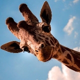 Аватарка канала Утренний контент | Psy | стикеры