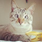 Аватарка канала Смешные домашние животные 🐈 Кошки 🐶 Собаки