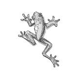 Аватарка канала Zelenka Studio | Ландшафтный дизайн | Архитектура