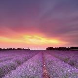 Аватарка канала Лидия Гришина о маслах Дотерра