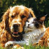 Аватарка канала Пушистая Энциклопедия