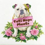 Аватарка канала Tatimops Plants | Комнатные растения ( антуриум, алоказия , бегония , сингониум )