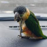 Аватарка канала Жизнь с попугаями