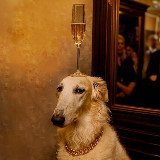 Аватарка канала Дворцовая борзая