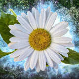 Аватарка канала "Цветочница 🌺"