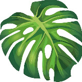 Аватарка канала Плантас | про комнатные растения