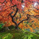 Аватарка канала Garden Modern