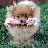 Аватарка канала НАТУРАЛЬНОЕ ПРАВИЛЬНОЕ ПИТАНИЕ СОБАК И КОШЕК