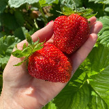 Аватарка канала Волшебная грядка