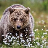 Аватарка канала Департамент животного мира Республики Марий Эл