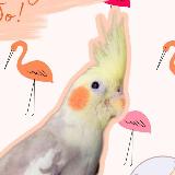 Аватарка канала Пристрой попугаев. Улетел / нашёлся попугай. Помощь птицам