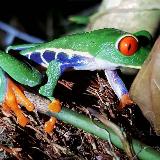 Аватарка канала Зверский Квакаунт