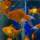 Аватарка канала РЫБКИ И АКВАРИУМЫ г. Батайск