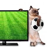 Аватарка канала Чемпионат Дамира ⚽️🏒