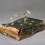 Аватарка канала Viriditas. Философия растений 🌱