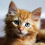 Аватарка канала MEMNATASHA