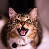 Аватарка канала Коронакэт/ Вирусный перитонит кошек/ ВПК/ ФИП/ FIP/ Лечение и диагностика. И не только.