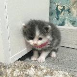 Аватарка канала "myavo"