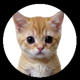 КОТЯТА ПОЯСНЯЮТ avatar