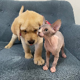 Аватарка канала Deni_Mani