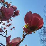 Аватарка канала Pangea Његош