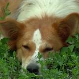 Аватарка канала Приют Лисёна