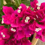 Аватарка канала Многолетние растения