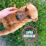 Аватарка канала Лапка Геническ🐾