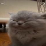 Аватарка канала нидерландов life