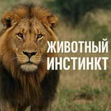 Аватарка канала Животный инстинкт
