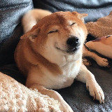 Аватарка канала мы оцениваем собак