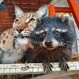 Аватарка канала Сибирский Зоопарк